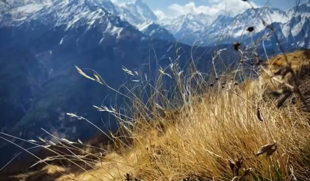 The beautiful golden grass in Nanda Devi National Park with many beautiful mountain background